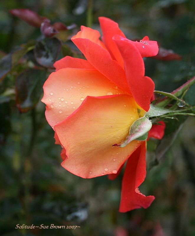 Photo of Rose (Rosa 'Solitude') uploaded by Calif_Sue