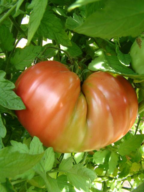 Photo of Tomato (Solanum lycopersicum 'Mexico') uploaded by Patti1957