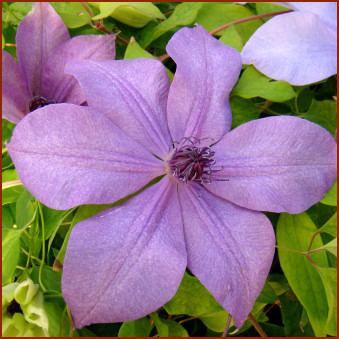 Photo of Clematis Moonfleet™ uploaded by goldfinch4