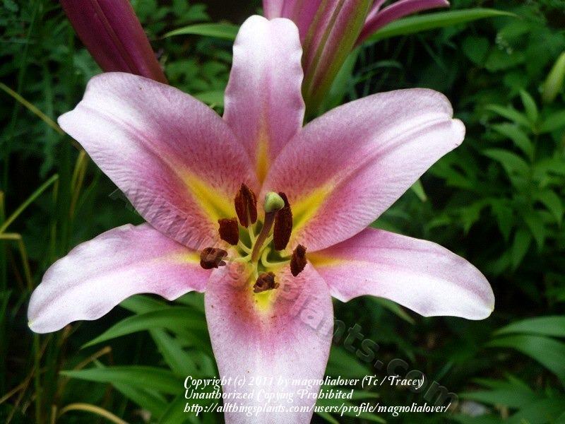 Photo of Lily (Lilium 'Space Mountain') uploaded by magnolialover