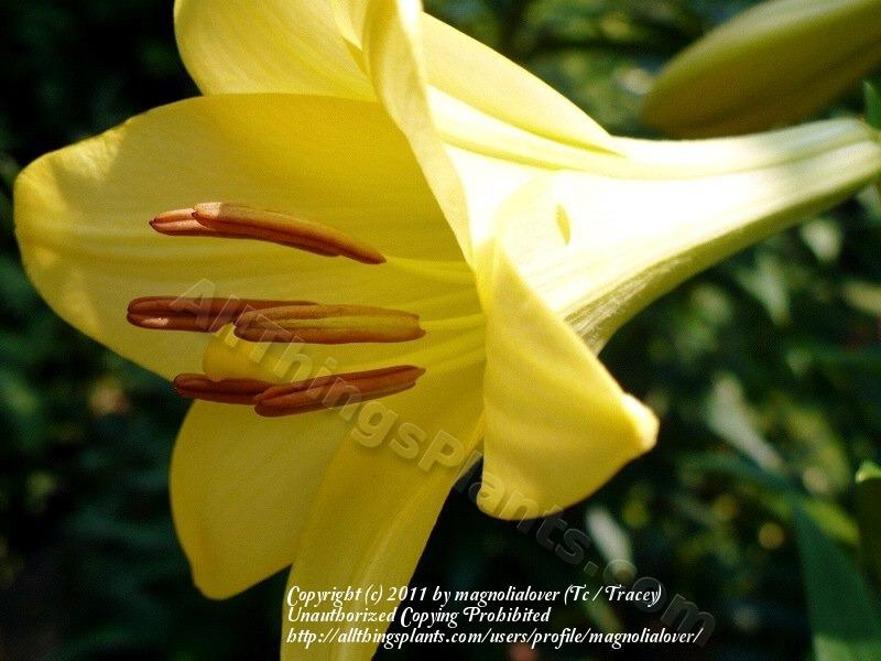Photo of Lily (Lilium 'Deliana') uploaded by magnolialover