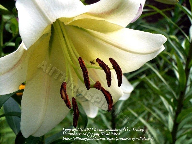 Photo of Lily (Lilium 'Ormea') uploaded by magnolialover