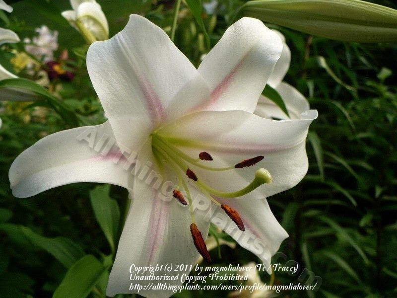 Photo of Lily (Lilium 'Sea Treasure') uploaded by magnolialover