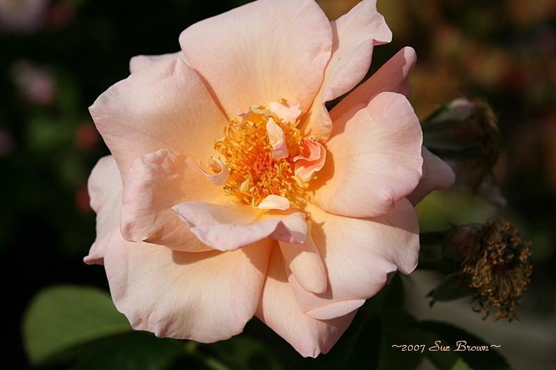 Photo of Rose (Rosa 'Golden Unicorn') uploaded by Calif_Sue