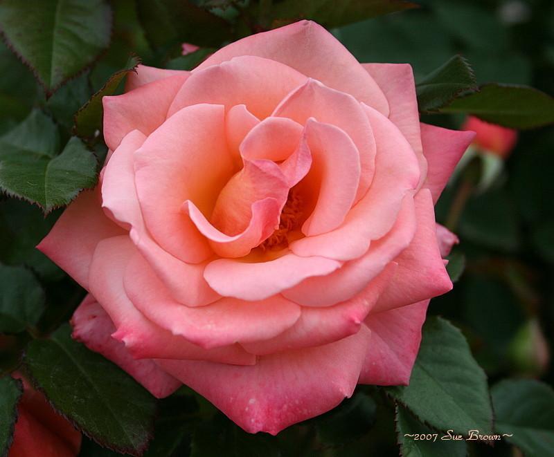 Photo of Rose (Rosa 'Bill Warriner') uploaded by Calif_Sue