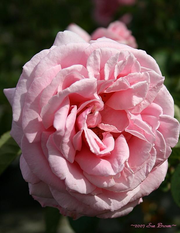 Photo of Rose (Rosa 'Frederic Mistral') uploaded by Calif_Sue