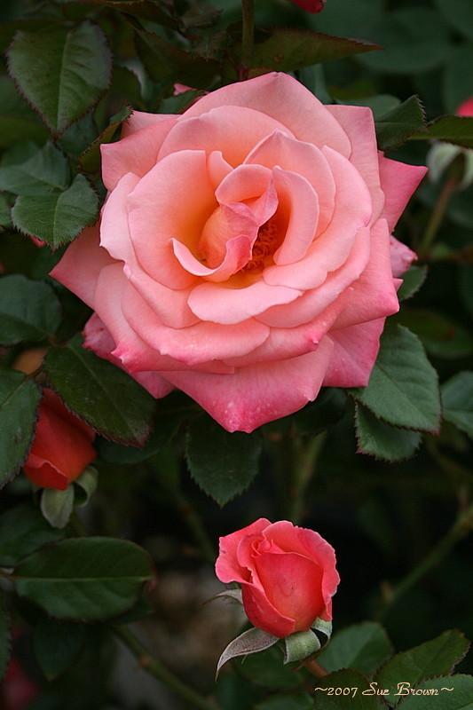 Photo of Rose (Rosa 'Bill Warriner') uploaded by Calif_Sue