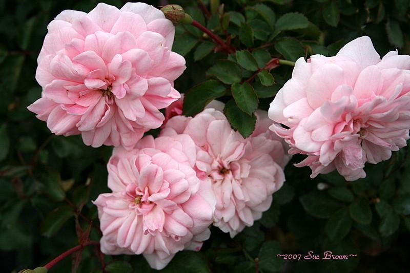 Photo of Shrub Rose (Rosa 'Bonica') uploaded by Calif_Sue