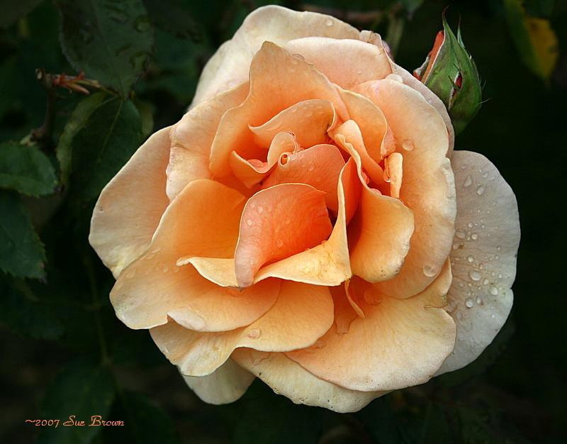 Photo of Rose (Rosa 'Brandy') uploaded by Calif_Sue