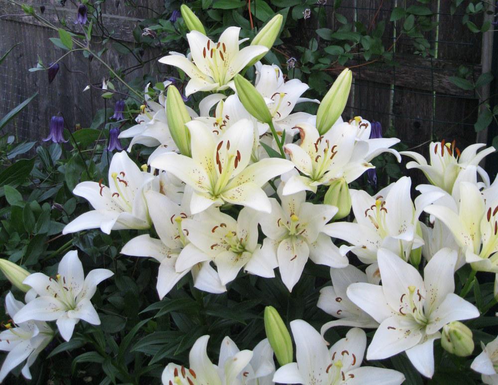 Photo of Lilies (Lilium) uploaded by Carolyn22