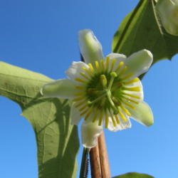 Location: Orlando, Florida
Date: 2011-12-24
Passiflora biflora