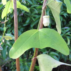 Location: Orlando, Florida
Date: 2011-12-24
leaf of Passiflora biflora