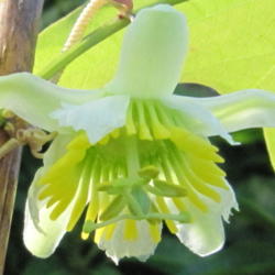 Location: Orlando, Florida
Date: 2011-12-24
close-up of flower passiflora biflora