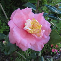 Location: Orlando, Florida
Date: 2011-12-24
Camellia japonica 'Walter Bellingrath'