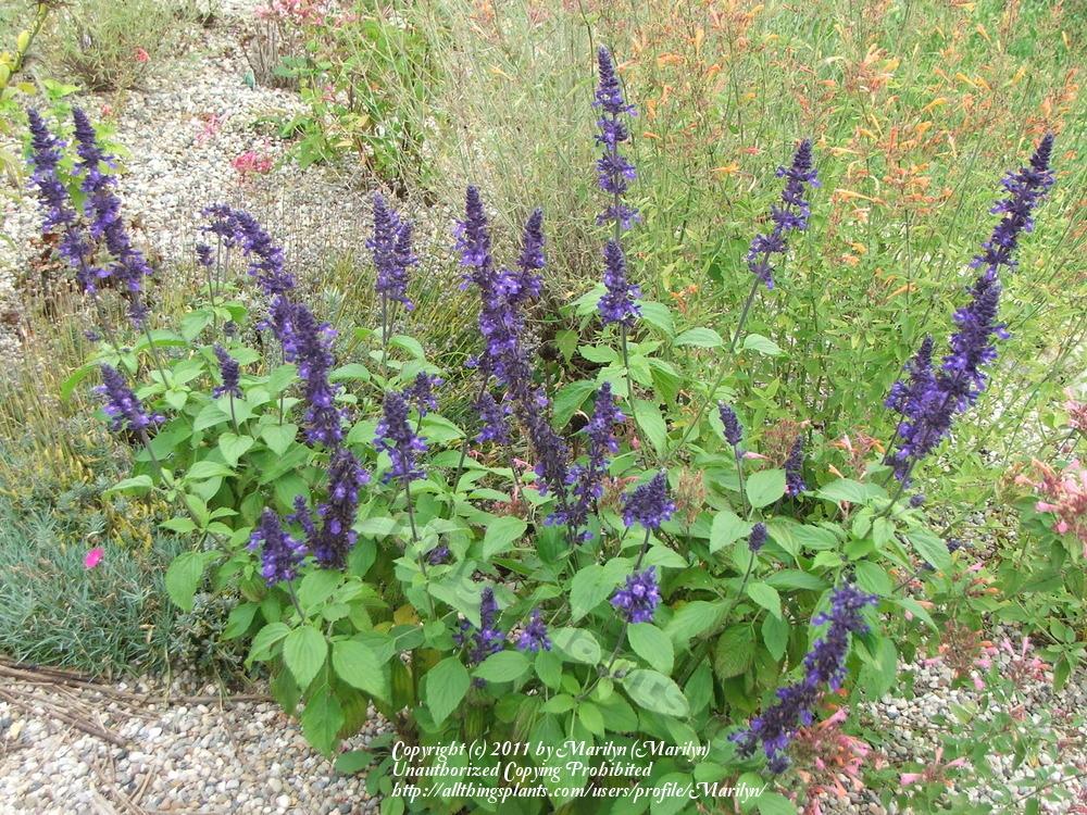 Photo of Sage (Salvia Mystic Spires Blue) uploaded by Marilyn