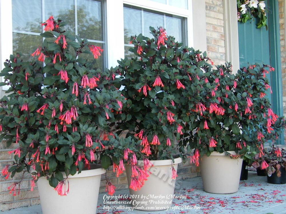 Photo of Fuchsia (Fuchsia triphylla 'Gartenmeister Bonstedt') uploaded by Marilyn