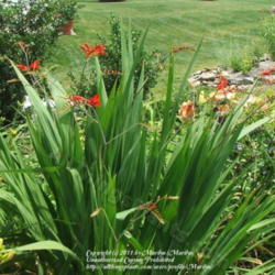 Location: My garden in Kentucky
Date: 2006-07-02