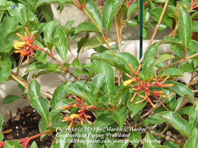 Photo of Dwarf Mexican Firebush (Hamelia patens 'Compacta') uploaded by Marilyn