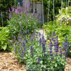 Location: My garden in Kentucky
Date: 2008-06-21
Salvia 'Mystic Spires Blue' with Salvia 'Blue Hill' directly behi