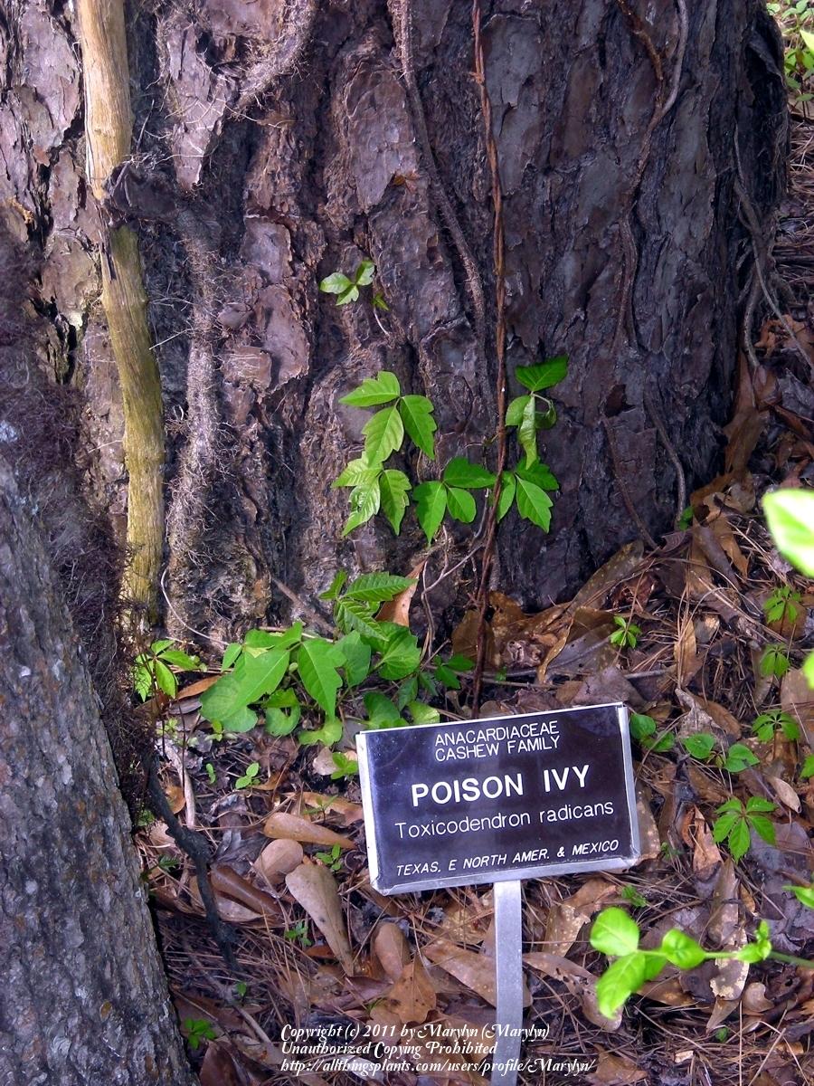 Photo of Poison Ivy (Toxicodendron radicans) uploaded by Marylyn
