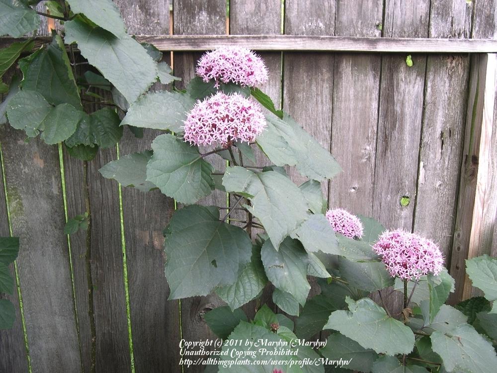 Photo of Cashmere Bouquet (Clerodendrum bungei) uploaded by Marylyn