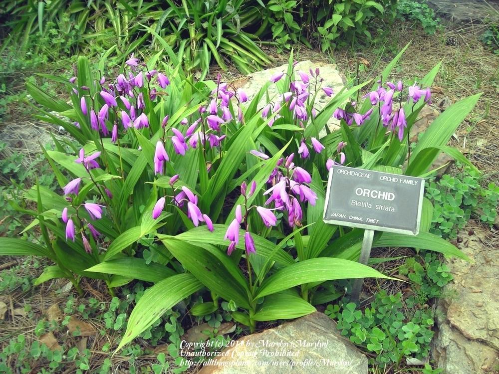 Photo of Chinese Ground Orchid (Bletilla striata) uploaded by Marylyn