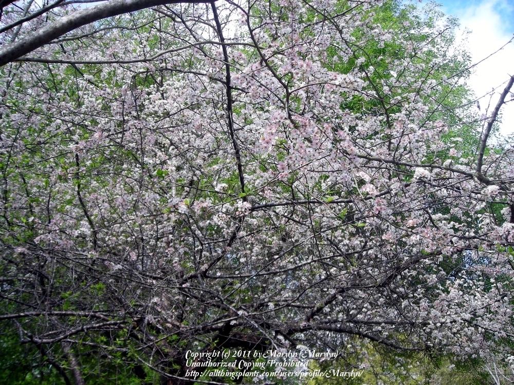 Photo of Mexican Plum (Prunus mexicana) uploaded by Marylyn