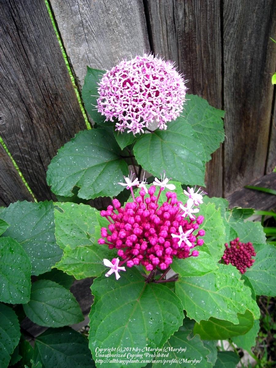 Photo of Cashmere Bouquet (Clerodendrum bungei) uploaded by Marylyn
