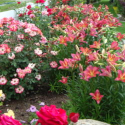Location: Pleasant Grove, Utah
Date: 2009-06-20
With roses