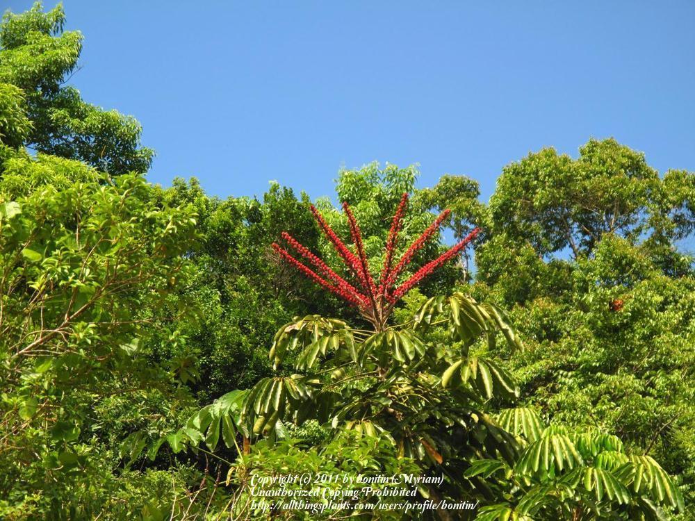 Photo of Umbrella Tree (Heptapleurum actinophyllum) uploaded by bonitin
