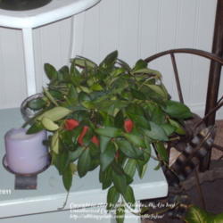 Location: Thomson,Ga.
Date: 2011-12-19
this is my hoya bilobata also known as tsangii, it's a fairly you