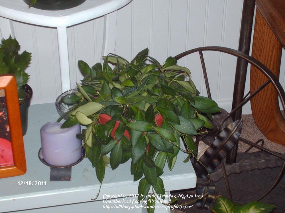 Photo of Wax Plant (Hoya 'DS-70') uploaded by jojoe