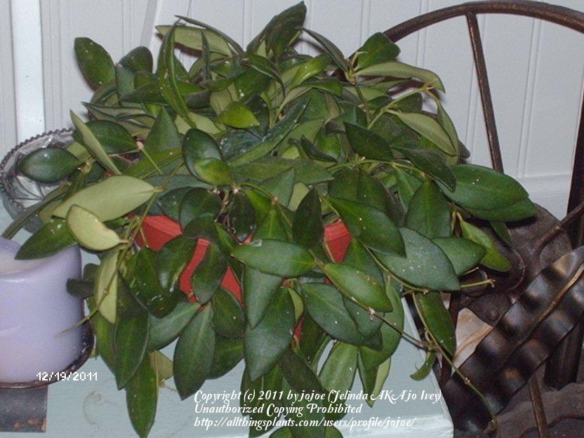 Photo of Wax Plant (Hoya 'DS-70') uploaded by jojoe