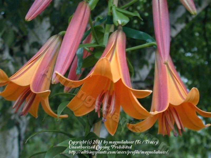 Photo of Lily (Lilium 'Awesome') uploaded by magnolialover