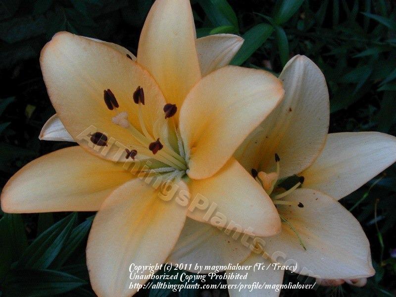 Photo of Lily (Lilium 'Menorca') uploaded by magnolialover