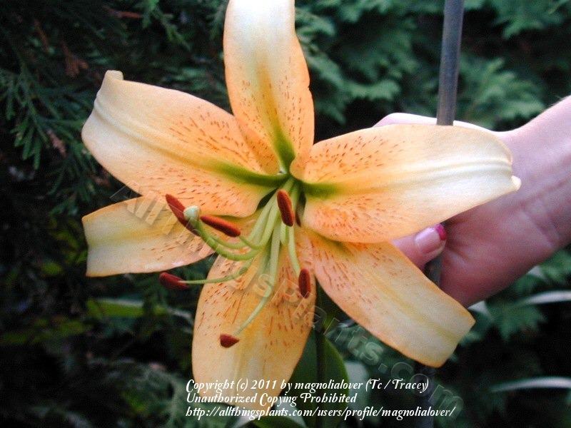Photo of Lily (Lilium 'Gloriana') uploaded by magnolialover