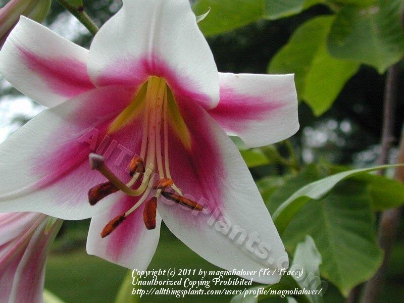 Photo of Lily (Lilium 'Altari') uploaded by magnolialover