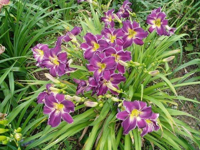 Photo of Daylily (Hemerocallis 'Lord of Rings') uploaded by vic