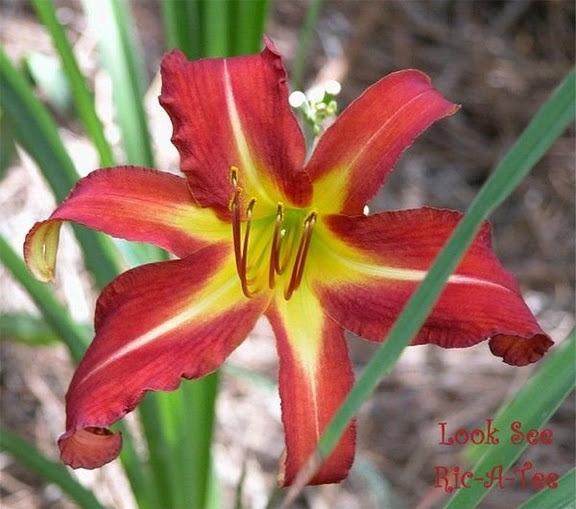 Photo of Daylily (Hemerocallis 'Look See') uploaded by vic