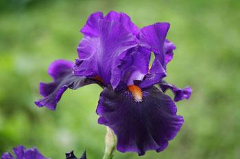 Photo of Tall Bearded Iris (Iris 'Tom Johnson') uploaded by Calif_Sue