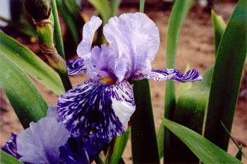 Photo of Tall Bearded Iris (Iris 'Millennium Falcon') uploaded by Calif_Sue
