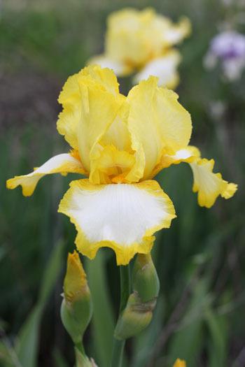 Photo of Tall Bearded Iris (Iris 'Joyce Terry') uploaded by Calif_Sue