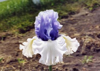 Photo of Tall Bearded Iris (Iris 'Wintry Sky') uploaded by Calif_Sue