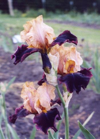Photo of Tall Bearded Iris (Iris 'Rustic Royalty') uploaded by Calif_Sue