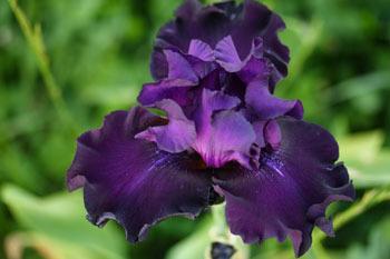 Photo of Tall Bearded Iris (Iris 'Diabolique') uploaded by Calif_Sue