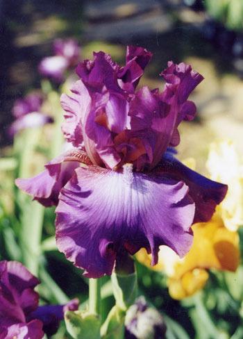 Photo of Tall Bearded Iris (Iris 'Rosette Wine') uploaded by Calif_Sue