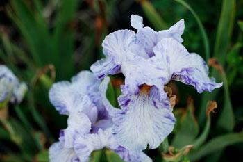 Photo of Tall Bearded Iris (Iris 'Doodle Strudel') uploaded by Calif_Sue