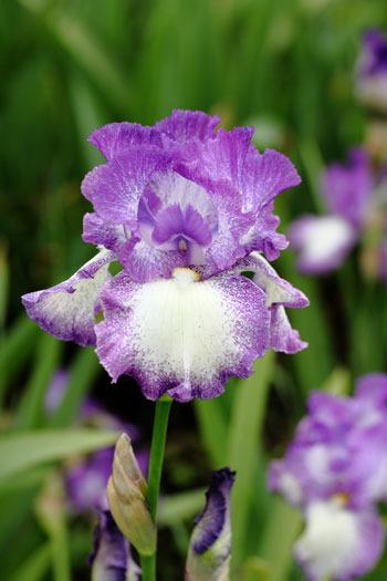 Photo of Tall Bearded Iris (Iris 'Jesse's Song') uploaded by Calif_Sue