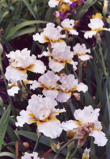 Photo of Tall Bearded Iris (Iris 'Goldkist') uploaded by Calif_Sue