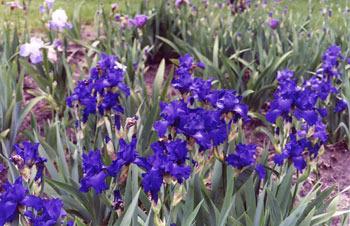 Photo of Tall Bearded Iris (Iris 'Stellar Lights') uploaded by Calif_Sue